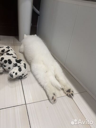 Щенки самоеда