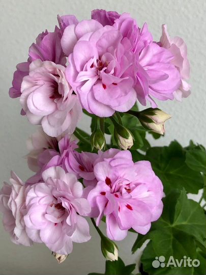 Сортовые пеларгонии