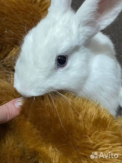 Декоративные кролики в добрые руки
