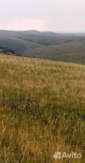 Экскурсионный тур на Алтай