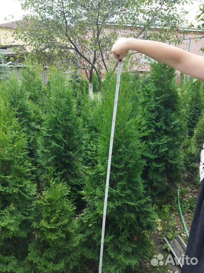 Продажа деревьев