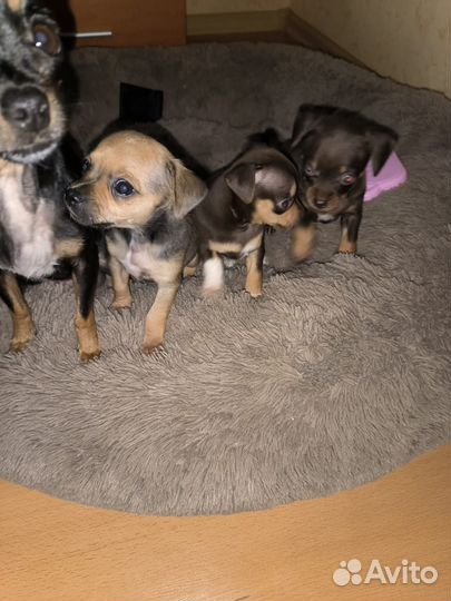 Мини той терьер