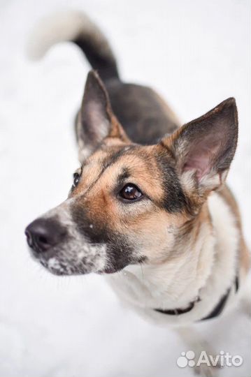 Собака-компаньон для хорошего человека