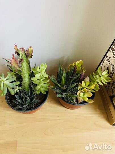 Кашпо с суккулентами