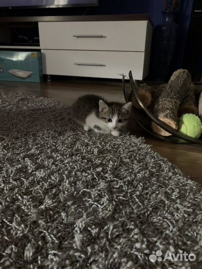 Отдам в добрые руки