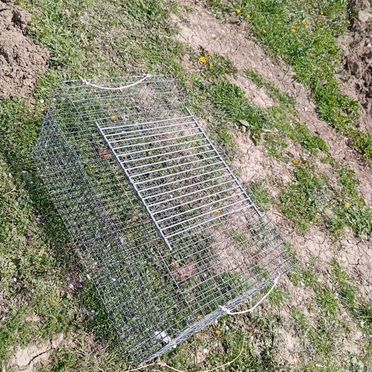 Клетка для курицы с цыплятами