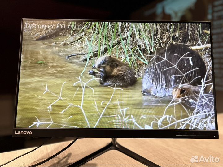 Монитор lenovo 24 ips