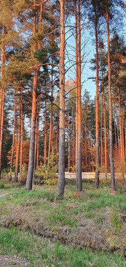 Участок 30 сот. (ИЖС)