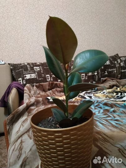 Комнатные цветы