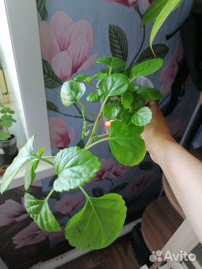 Продам цветочки