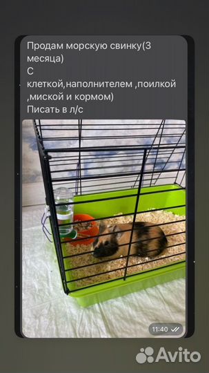 Морская свинка