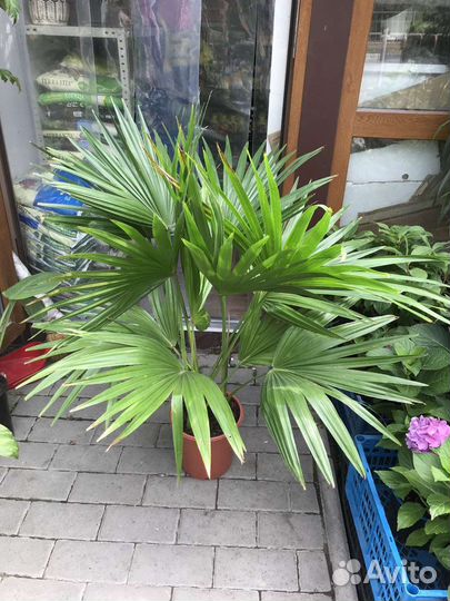 Пальма Ливистона 2 ствола