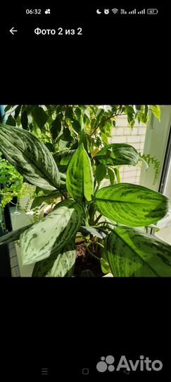 Комнатные растения - обмен