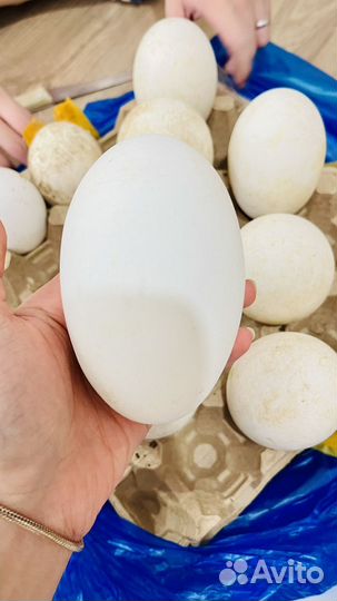 Яйцо гусиное