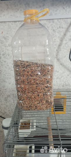 Волнистый попугай с клеткой