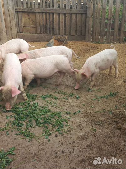 Поросенок ландрас