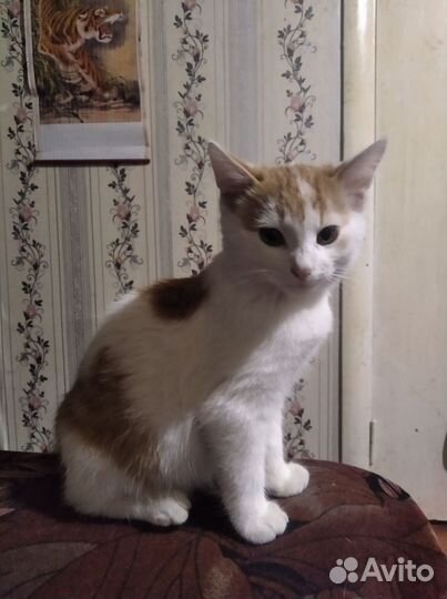 Котик 5 месяцев