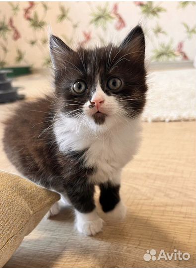 Котята в добрые руки бесплатно