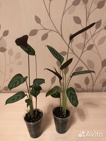 Калатея Лубберса и др