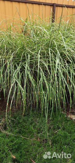 Декоративные травы,злаки