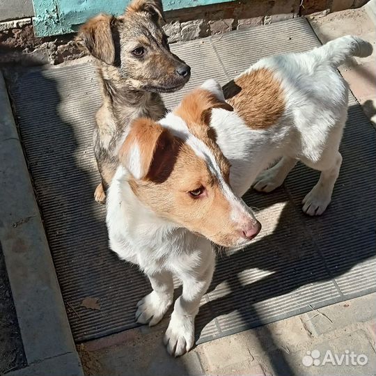 Щенок мальчик