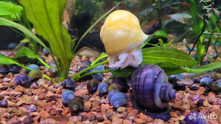 Улитки аквариумные ампулярии