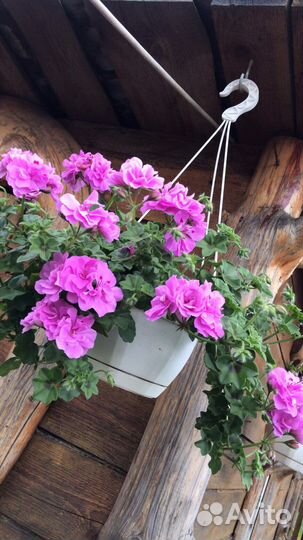 Пеларгония герань