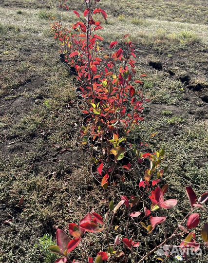 Кизильник блестящий