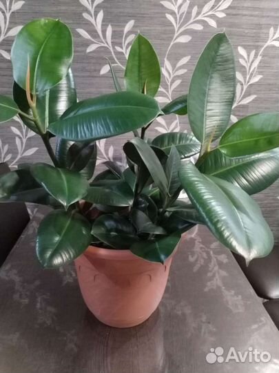 Фикус каучуконосный