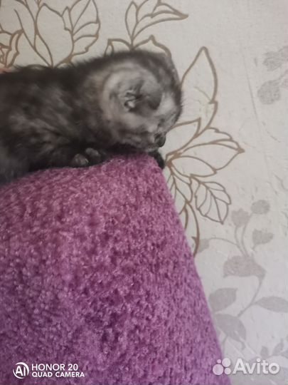 Продаю шотландских котят вислоухих