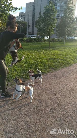 Зооняня, передержка собак, Догситтер, выгул