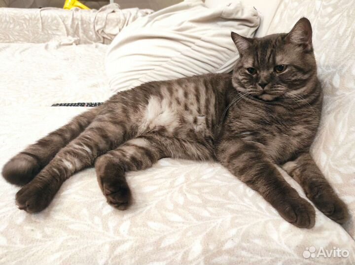 Вязка Британец кот на вязку