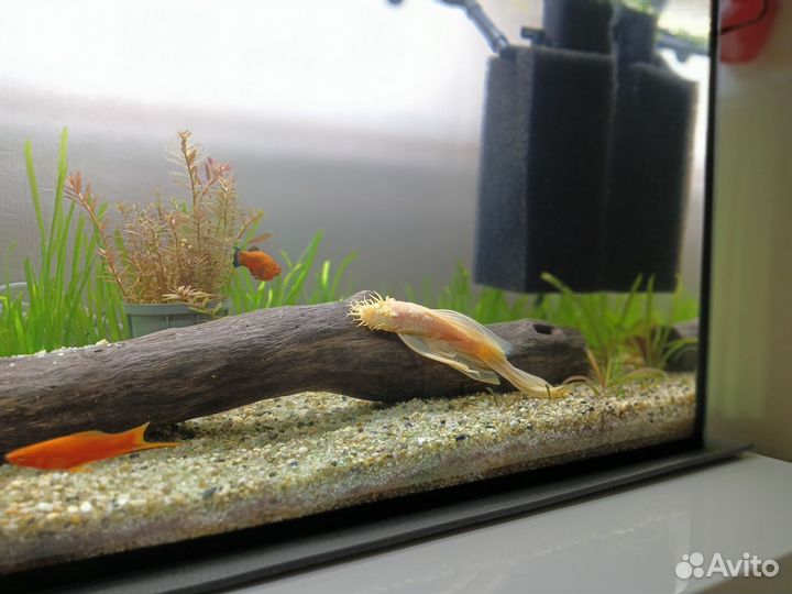 Анциструс вуалевый самец