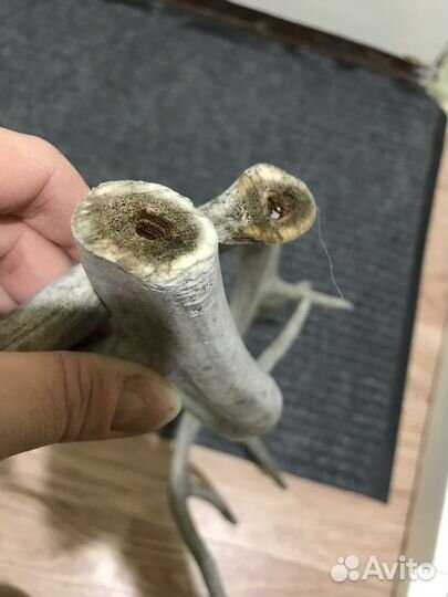 Продам рога оленя