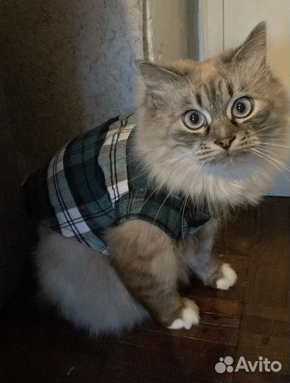 Одежда для животных