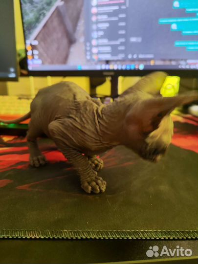 Котенок сфинкс (девочка)