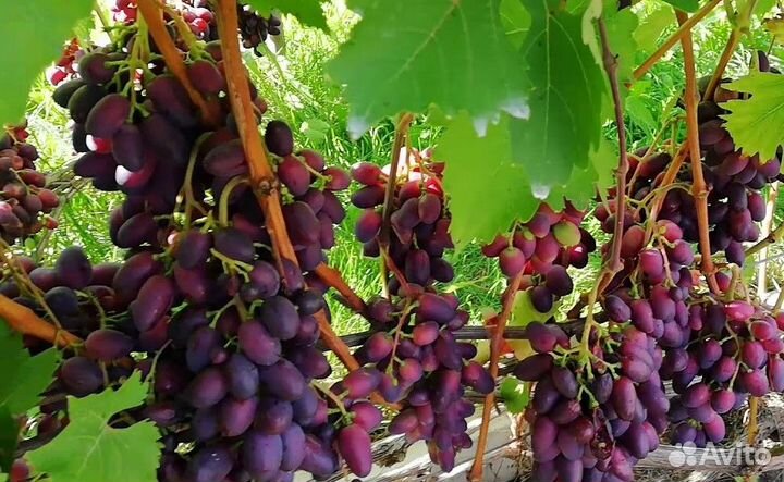 Саженцы винограда