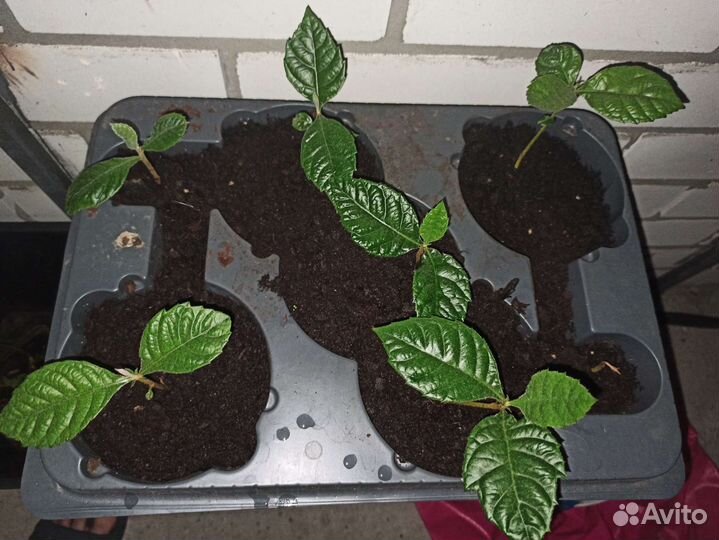 Мушмула саженцы