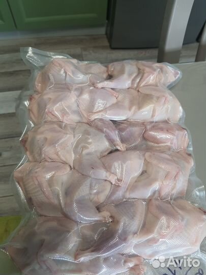 Перепела домашние