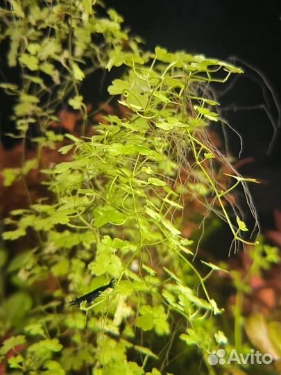 Гидрокотила Трипартита аквариумное растение
