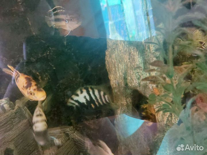 Аквариумные рыбы