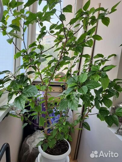 Гибискус (китайская роза)