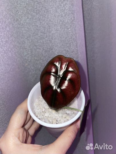 Алоказия ред секрет