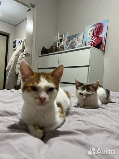 Котята в добрые руки бесплатно