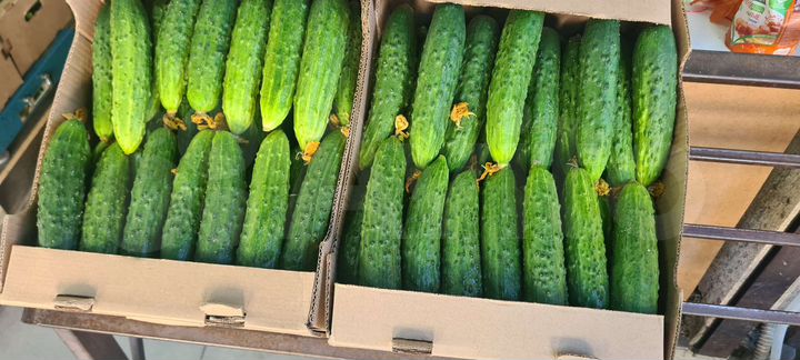 Участок 21 га (СНТ, ДНП)