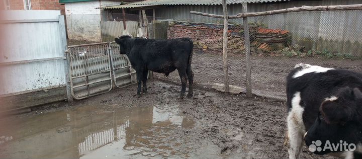 Бычки телки Кролики