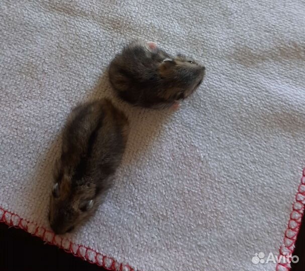 Джунгарский хомяк