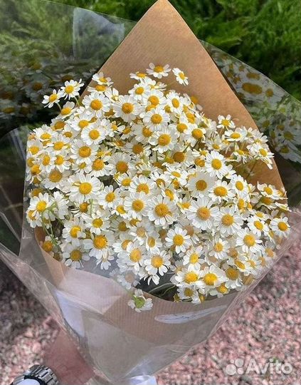 Букеты. Доставка ромашек