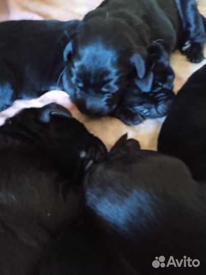 Щенки лабрадоры