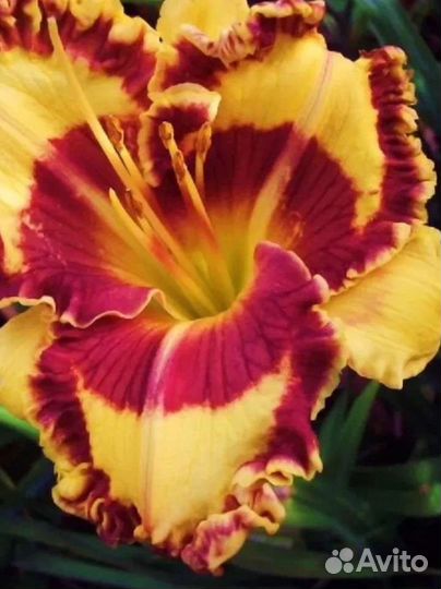 Лилейники сортовые